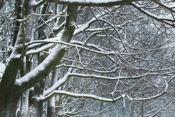 冬季景观，树木被雪覆盖. — 图库照片