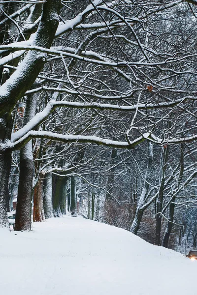 Karla kaplı ağaçlarla kaplı kış manzarası. — Stok fotoğraf