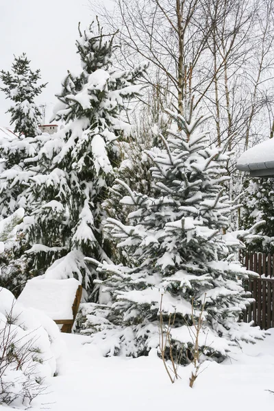 Alto abetos sob neve pesada . — Fotografia de Stock