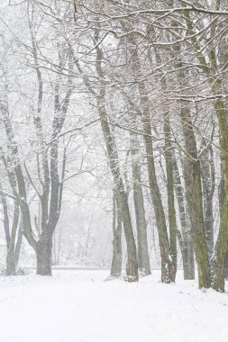 Kar fırtınası sırasında karla kaplı ağaçlar. 