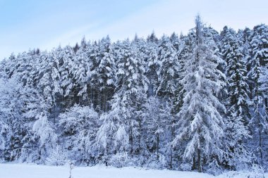 kış sabahı ormanda.