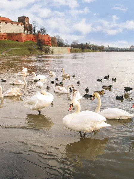 Лебеді і качки на річці в Кракові, Польща. — стокове фото