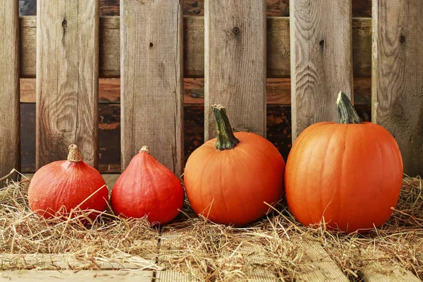 Calabazas en el granero. Valla de madera en el fondo . — Foto de Stock