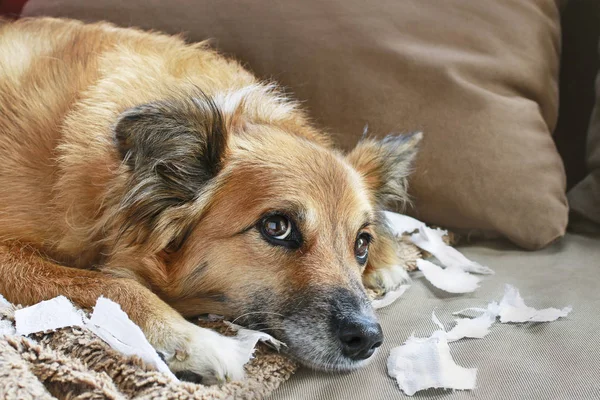 Perro acostado en el sofá con papeles rotos . — Foto de Stock