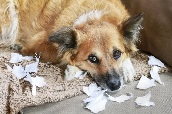 Perro acostado en el sofá con papeles rotos . — Foto de Stock