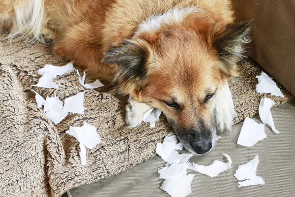 Dog lying on the sofa with torn papers. — Stock Photo, Image