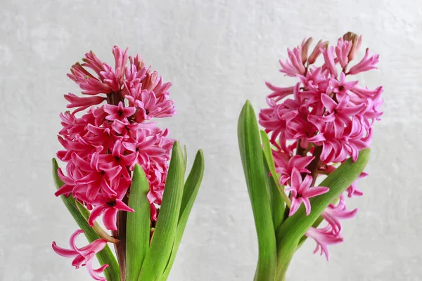 Fiori rosa giacinto su sfondo grigio pietra — Foto Stock