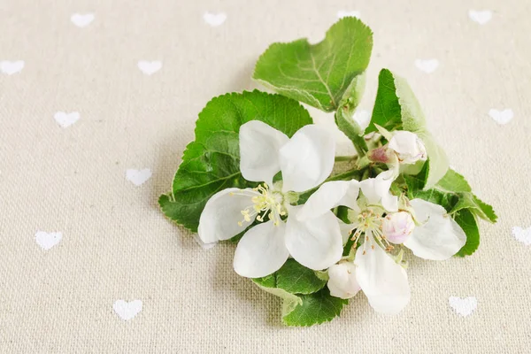 Appelboom bloemen. Lente posrcard motief. — Stockfoto