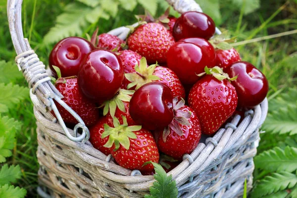 Erdbeeren und Kirschen im Weidenkorb. — Stockfoto