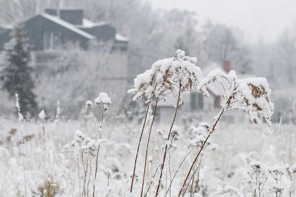 雪下的草地 — 图库照片