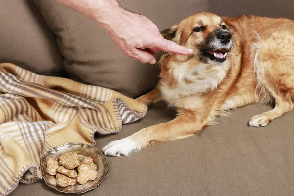 El hombre señala al perro, le prohíbe comer galletas. . — Foto de Stock