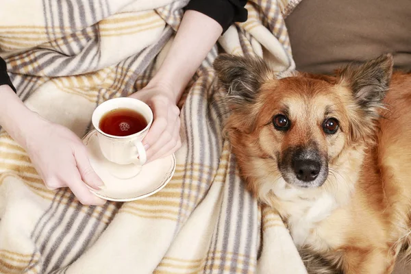 Woman sitting on the sofa with her lovely dog and cup of tea.