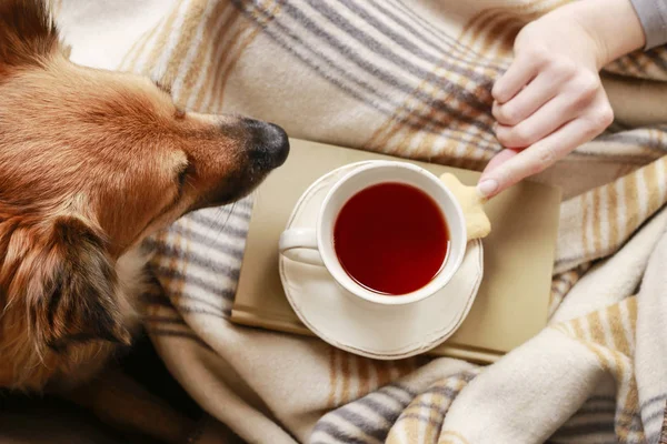 Sevimli köpek ve çay ile kanepede oturan kadın.