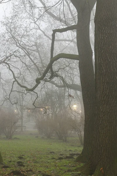 Alter Park im Nebel. — Stockfoto