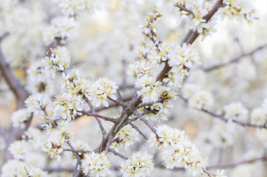 Alıç ağacının çiçeklenme dalı