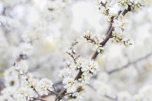 Blooming branch of hawthorn tree — Stock Photo, Image