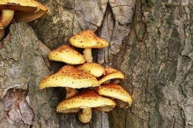Ağaçta çoklu gözenekli mantar.