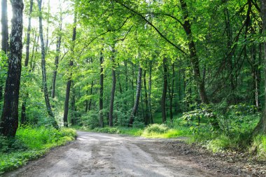 Ormandaki yol. Güzel yaz duvar kağıdı. 