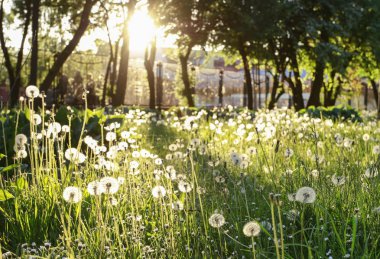 Bahar çayır çiçekli karahindiba.