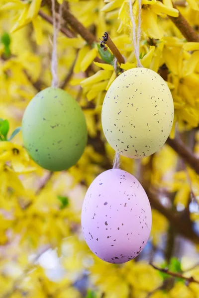 Kolorowe pisanki wiszące na Forsythia krzew w Garde — Zdjęcie stockowe