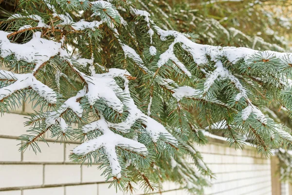 Tannenzweige unter Schnee — Stockfoto