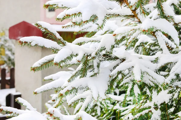 Ramos de abeto sob neve — Fotografia de Stock