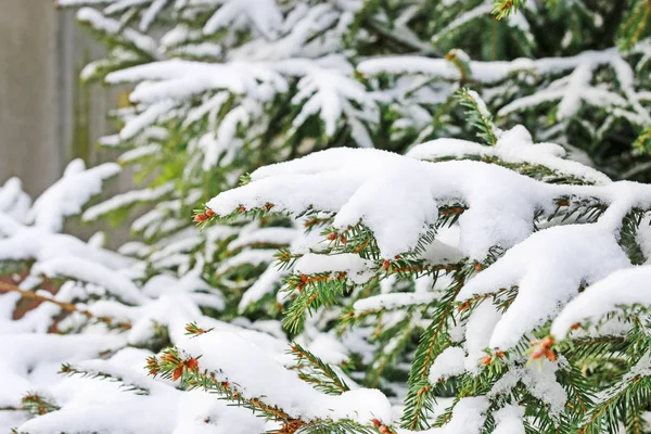 Branches de sapin sous la neige — Photo