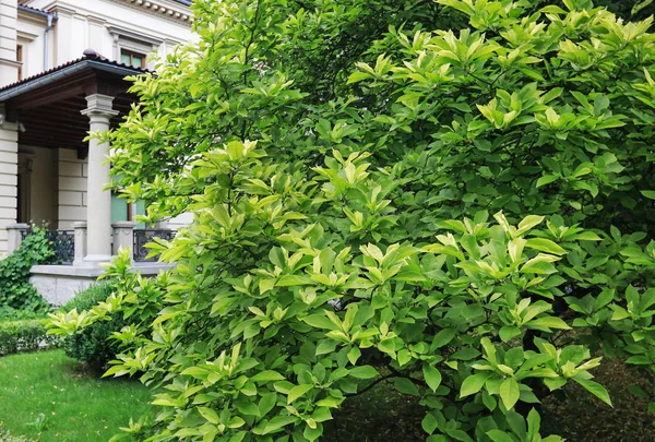 Beautiful garden in front of italian luxury villa. — Stock Photo, Image