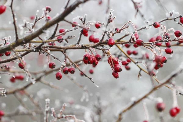 Bacche di biancospino glassate in giardino . — Foto Stock