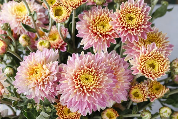 Bouquet of pink chrysanthemums. — Stock Photo, Image