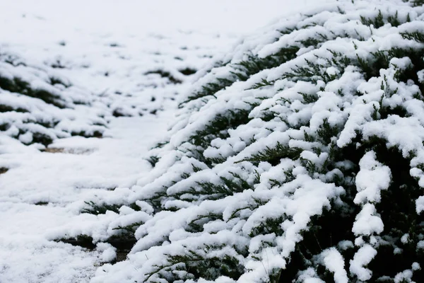 在雪下的植物 — 图库照片