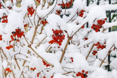 Viburnum opulus (guelder gül) kar altında çalı. 