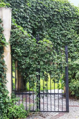 Demir kapıda parthenocissus bitkisi. Yeşil virginia creeper le