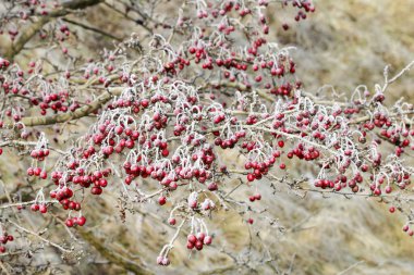 Alıç çilek bahçesinde buzlu. 