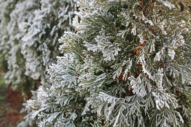 Sabah bahçede buzlu thuja dalları. 