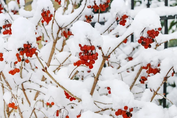 Viburnum opulus (guelder rose) arbusto sotto la neve . — Foto Stock