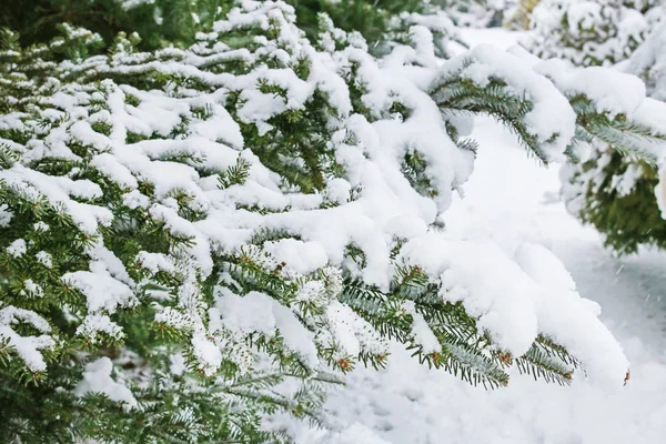 Větve jedle pod sněhem — Stock fotografie