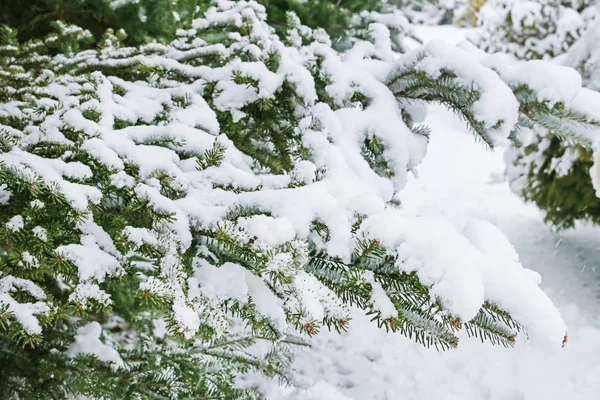 Ramos de abeto sob neve — Fotografia de Stock