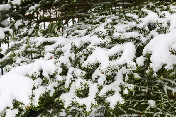 雪下的冷杉树枝 — 图库照片