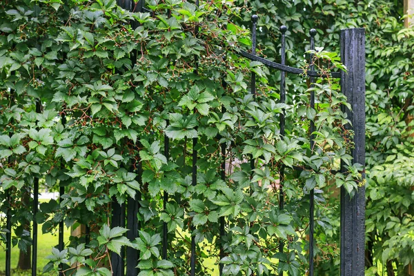 Planta parthenocissus no portão de ferro. Verde virginia rastejante le — Fotografia de Stock