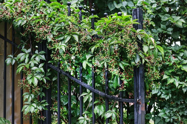 Parthenocissus plant on the iron gate. Green virginia creeper le — Stock Photo, Image