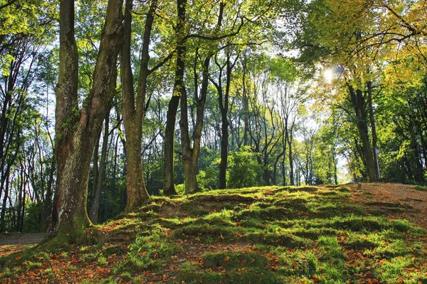 Beautiful autumn forest. — Stock Photo, Image