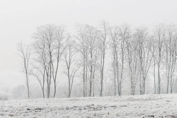 Frosted trees in the morning in the countryside — Stock Photo, Image