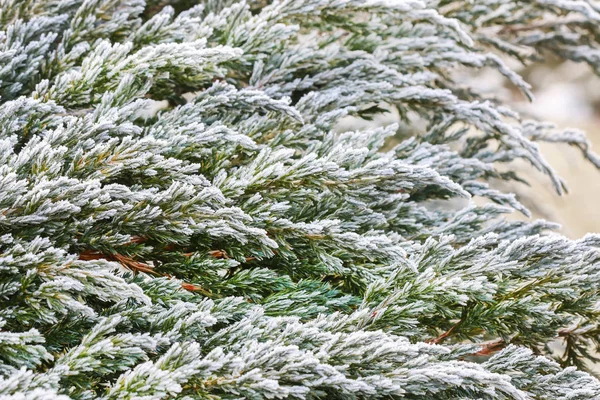 Gefrostete Thuja-Zweige im Garten am Morgen. — Stockfoto