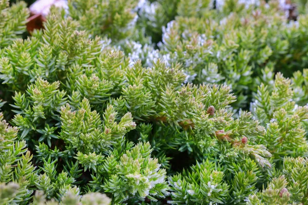 Frosted naaldbomen in de tuin in de ochtend. — Stockfoto