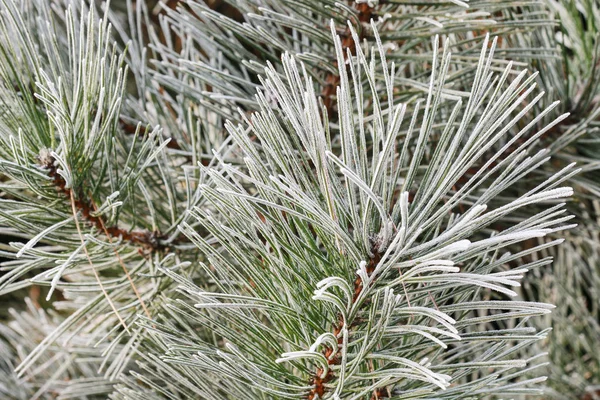 Mattiertes Laub im Garten am Morgen. — Stockfoto