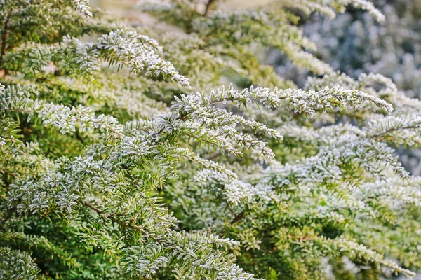 Sabah bahçede buzlu thuja dalları. — Stok fotoğraf