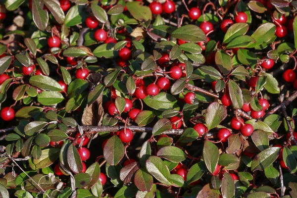 Czerwone jagody (cotoneaster horizontalis) w ogrodzie. — Zdjęcie stockowe