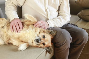 Adam onun güzel köpek okşayarak. 