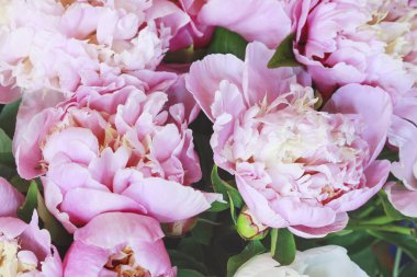 Pembe peonies arka plan. 